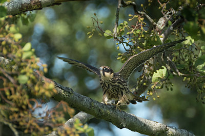 BUITEN BEELD Foto: 340738