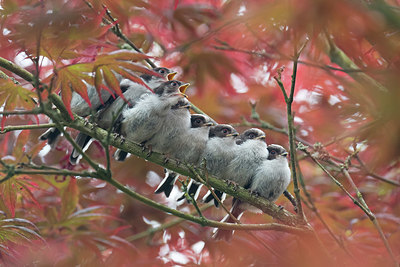 BUITEN BEELD Foto: 340742