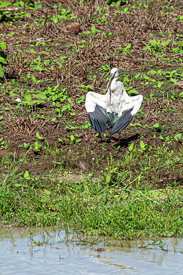 BUITEN BEELD Foto: 340748