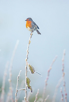 BUITEN BEELD Foto: 340756