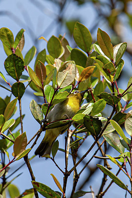 BUITEN BEELD Foto: 340779