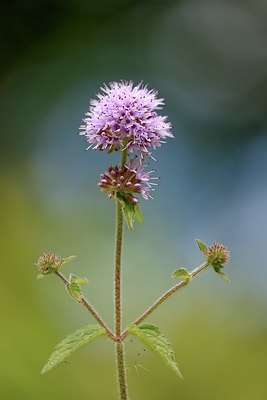 BUITEN BEELD Foto: 340809