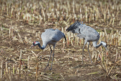 BUITEN BEELD Foto: 340821