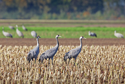 BUITEN BEELD Foto: 340822