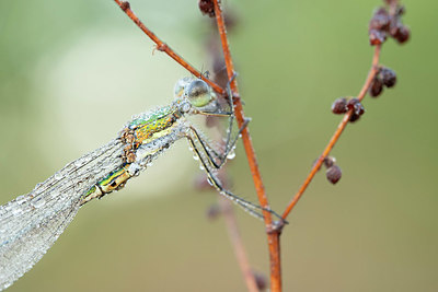 BUITEN BEELD Foto: 340830