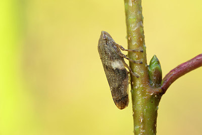 BUITEN BEELD Foto: 340838