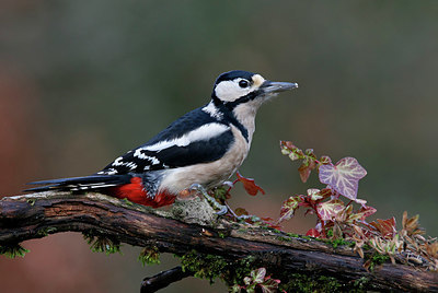 BUITEN BEELD Foto: 340850