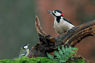 BUITEN BEELD Foto: 340852