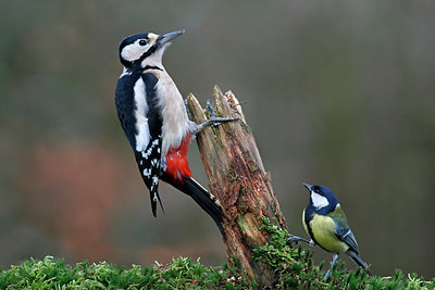 BUITEN BEELD Foto: 340853