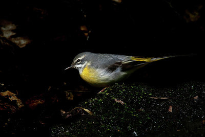 BUITEN BEELD Foto: 340858