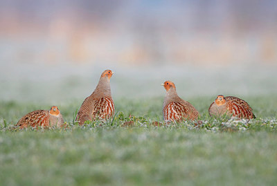 BUITEN BEELD Foto: 340861