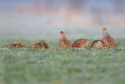 BUITEN BEELD Foto: 340865