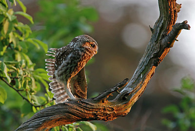 BUITEN BEELD Foto: 340867