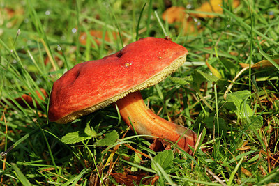 BUITEN BEELD Foto: 340886