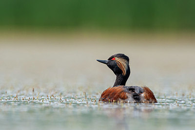 BUITEN BEELD Foto: 340905