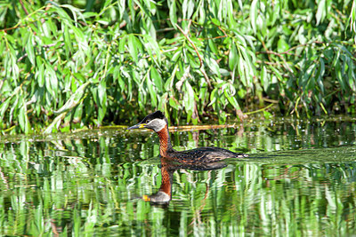 BUITEN BEELD Foto: 340912