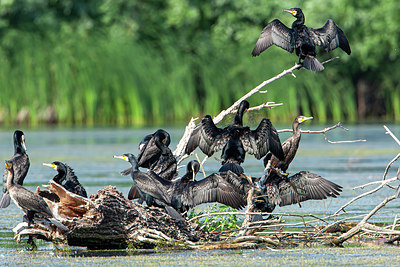 BUITEN BEELD Foto: 340951