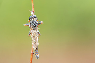 BUITEN BEELD Foto: 340965