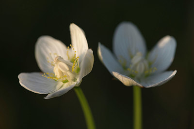 BUITEN BEELD Foto: 341023