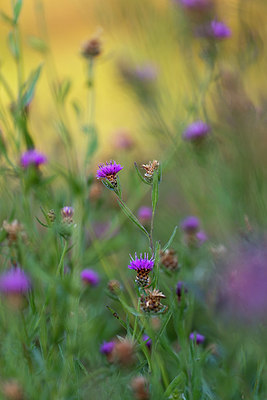 BUITEN BEELD Foto: 341030