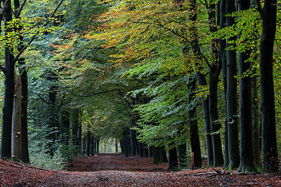 BUITEN BEELD Foto: 341073