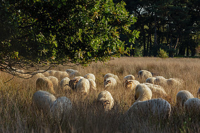 BUITEN BEELD Foto: 341074