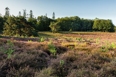 BUITEN BEELD Foto: 341075