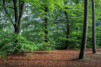 BUITEN BEELD Foto: 341085