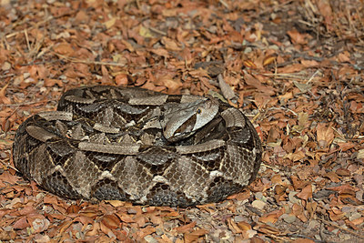 BUITEN BEELD Foto: 341189