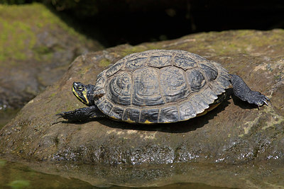 BUITEN BEELD Foto: 341191