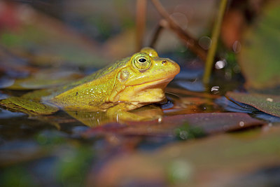 BUITEN BEELD Foto: 341205