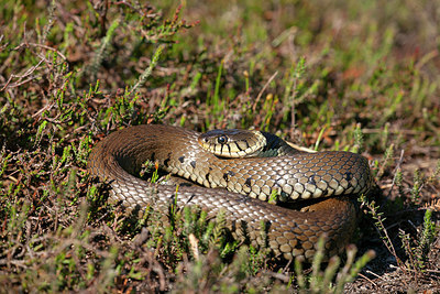 BUITEN BEELD Foto: 341213