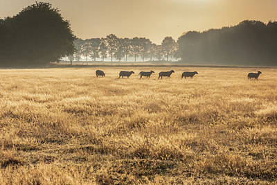 BUITEN BEELD Foto: 341241