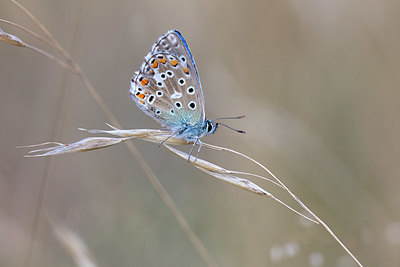 BUITEN BEELD Foto: 341289