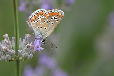 BUITEN BEELD Foto: 341294