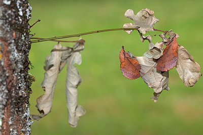 BUITEN BEELD Foto: 341302