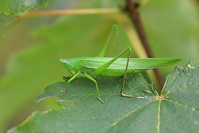 BUITEN BEELD Foto: 341307