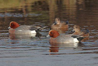 BUITEN BEELD Foto: 341321