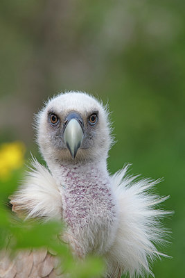 BUITEN BEELD Foto: 341323