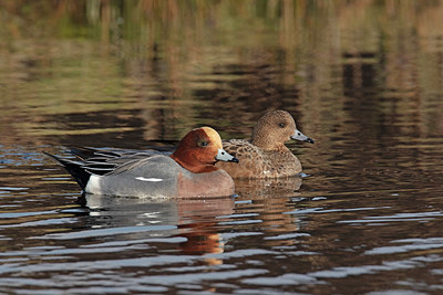 BUITEN BEELD Foto: 341331