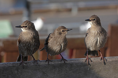 BUITEN BEELD Foto: 341332