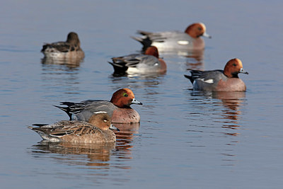 BUITEN BEELD Foto: 341344