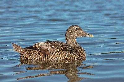 BUITEN BEELD Foto: 341349