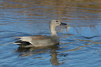 BUITEN BEELD Foto: 341351