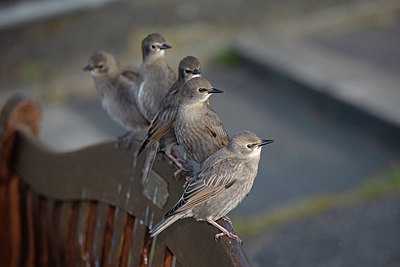 BUITEN BEELD Foto: 341353