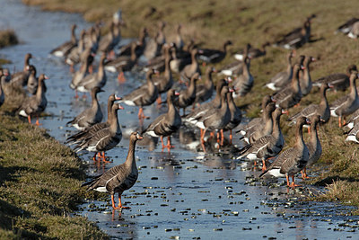 BUITEN BEELD Foto: 341366