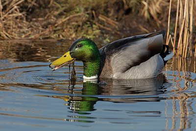 BUITEN BEELD Foto: 341381