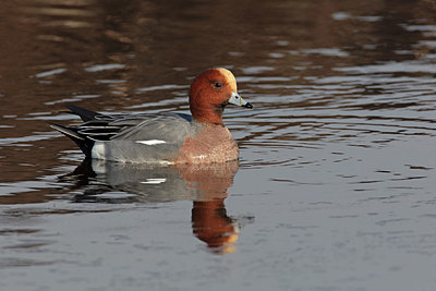 BUITEN BEELD Foto: 341393