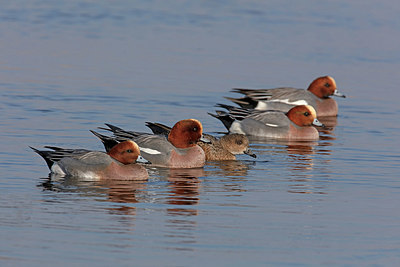 BUITEN BEELD Foto: 341402