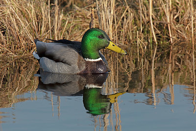 BUITEN BEELD Foto: 341406